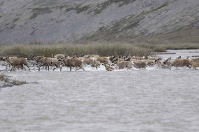 Caribou, Herd, crossing river-062609-ANWR, Aichilik River, AK-#0568.jpg