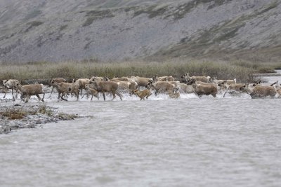 Caribou, Herd, crossing river-062609-ANWR, Aichilik River, AK-#0572.jpg