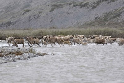 Caribou, Herd, crossing river-062609-ANWR, Aichilik River, AK-#0574.jpg