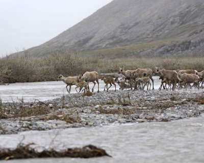 Caribou, Herd, crossing river-062609-ANWR, Aichilik River, AK-#0578.jpg