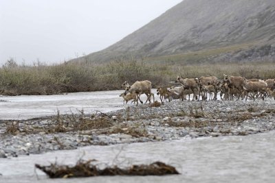Caribou, Herd, crossing river-062609-ANWR, Aichilik River, AK-#0579.jpg