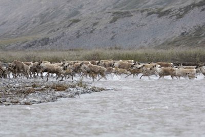 Caribou, Herd, crossing river-062609-ANWR, Aichilik River, AK-#0580.jpg