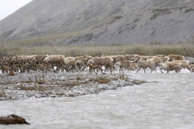 Caribou, Herd, crossing river-062609-ANWR, Aichilik River, AK-#0582.jpg