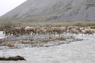 Caribou, Herd, crossing river-062609-ANWR, Aichilik River, AK-#0583.jpg