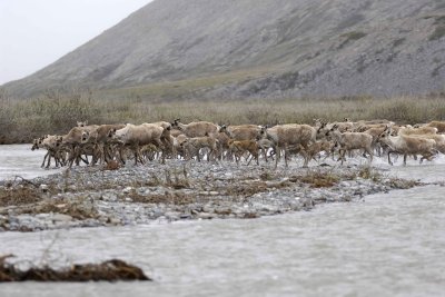 Caribou, Herd, crossing river-062609-ANWR, Aichilik River, AK-#0584.jpg