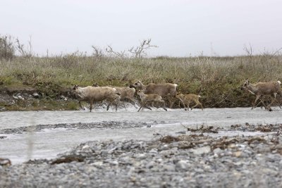 Caribou, Herd, crossing river-062609-ANWR, Aichilik River, AK-#0587.jpg