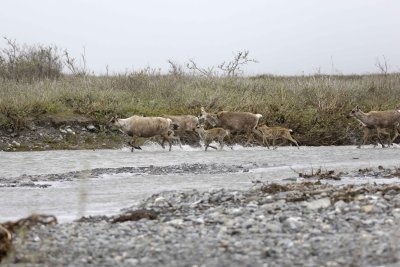 Caribou, Herd, crossing river-062609-ANWR, Aichilik River, AK-#0588.jpg