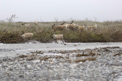 Caribou, Herd, crossing river-062609-ANWR, Aichilik River, AK-#0592.jpg