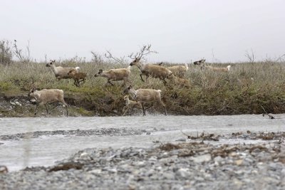 Caribou, Herd, crossing river-062609-ANWR, Aichilik River, AK-#0593.jpg
