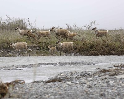 Caribou, Herd, crossing river-062609-ANWR, Aichilik River, AK-#0594.jpg