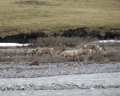 Caribou, Herd, crossing river-062609-ANWR, Aichilik River, AK-#0715.jpg