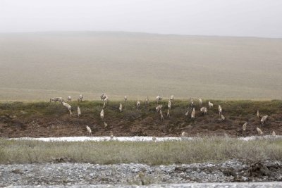 Caribou, Herd, moving up onto tundra-062609-ANWR, Aichilik River, AK-#0603.jpg