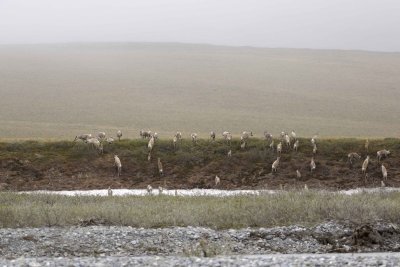 Caribou, Herd, moving up onto tundra-062609-ANWR, Aichilik River, AK-#0606.jpg