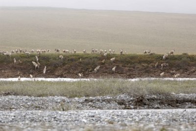 Caribou, Herd, moving up onto tundra-062609-ANWR, Aichilik River, AK-#0610.jpg