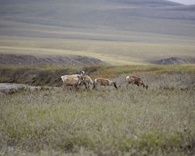 Caribou, Herd, moving up onto tundra-062609-ANWR, Aichilik River, AK-#0810.jpg