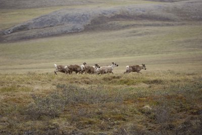 Caribou, Herd, moving up onto tundra-062609-ANWR, Aichilik River, AK-#0838.jpg