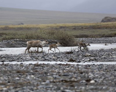 Caribou, Cow & 2 Calves, crossing river-062709-ANWR, Aichilik River, AK-#0277.jpg