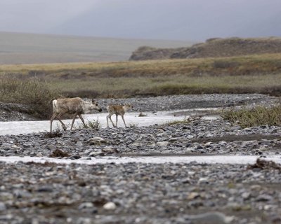 Caribou, Cow & Calf, crossing river-062709-ANWR, Aichilik River, AK-#0280.jpg