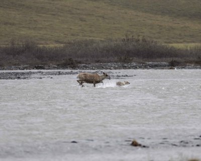 Caribou, Cow & Calf, crossing river-062709-ANWR, Aichilik River, AK-#0506.jpg