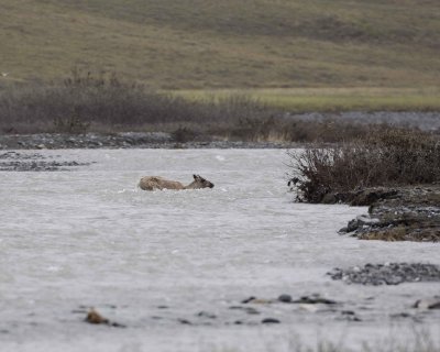 Caribou, Cow & Calf, crossing river-062709-ANWR, Aichilik River, AK-#0509.jpg