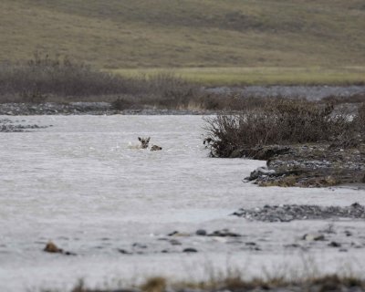 Caribou, Cow & Calf, crossing river-062709-ANWR, Aichilik River, AK-#0511.jpg