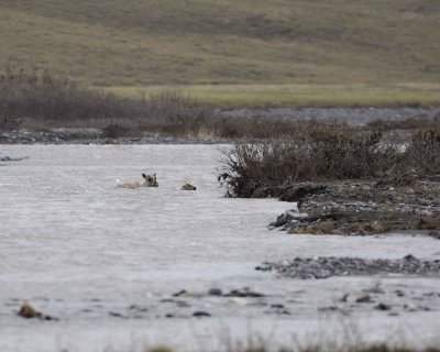 Caribou, Cow & Calf, crossing river-062709-ANWR, Aichilik River, AK-#0512.jpg