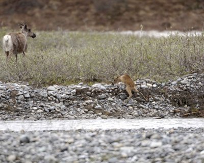 Caribou, Cow & very young Calf, struggling up riverbank-062709-ANWR, Aichilik River, AK-#1071.jpg