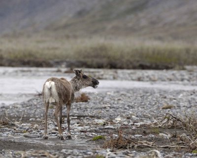 Caribou, Cow, calling to very young Calf across next channel-062709-ANWR, Aichilik River, AK-#0957.jpg