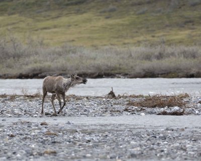 Caribou, Cow, calling to very young Calf-062709-ANWR, Aichilik River, AK-#0707.jpg