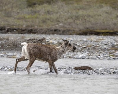 Caribou, Cow, calling to very young Calf-062709-ANWR, Aichilik River, AK-#0883.jpg