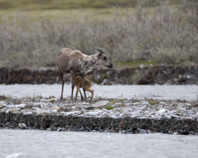 Caribou, Cow, returned back to very young Calf-062709-ANWR, Aichilik River, AK-#0649.jpg