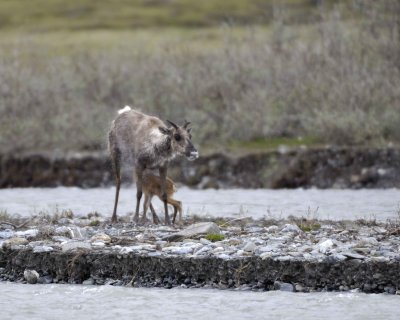 Caribou, Cow, returned back to very young Calf-062709-ANWR, Aichilik River, AK-#0651.jpg
