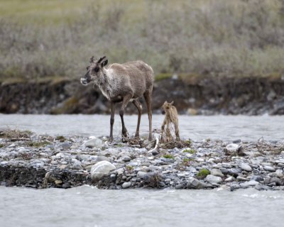Caribou, Cow, returned back to very young Calf-062709-ANWR, Aichilik River, AK-#0654.jpg