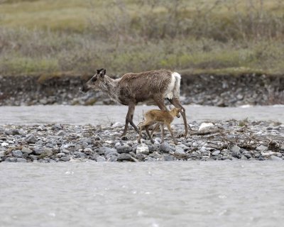 Caribou, Cow, returned to very young Calf-062709-ANWR, Aichilik River, AK-#0732.jpg