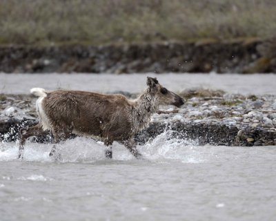 Caribou, Cow, returning to very young Calf-062709-ANWR, Aichilik River, AK-#0726.jpg