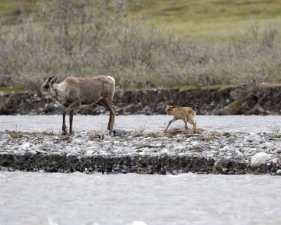 Caribou, Cow, trying to get very young Calf to follow-062709-ANWR, Aichilik River, AK-#0691.jpg