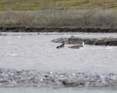 Caribou, Cow, trying to get very young Calf to follow-062709-ANWR, Aichilik River, AK-#0694.jpg