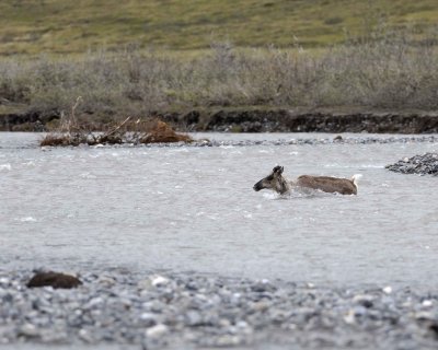 Caribou, Cow, trying to get very young Calf to follow-062709-ANWR, Aichilik River, AK-#0698.jpg