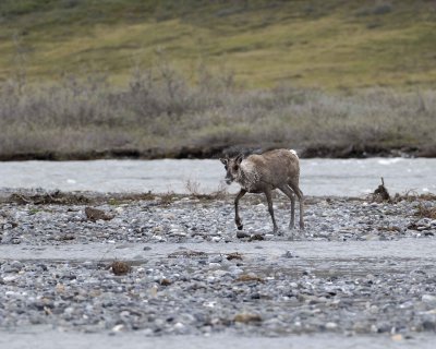 Caribou, Cow, trying to get very young Calf to follow-062709-ANWR, Aichilik River, AK-#0706.jpg