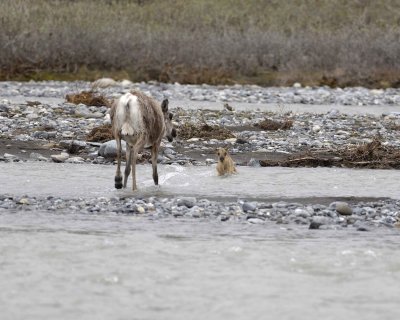 Caribou, Cow, very young Calf, finally crossing river-062709-ANWR, Aichilik River, AK-#0885.jpg