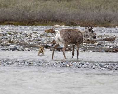 Caribou, Cow, very young Calf, finally crossing river-062709-ANWR, Aichilik River, AK-#0886.jpg