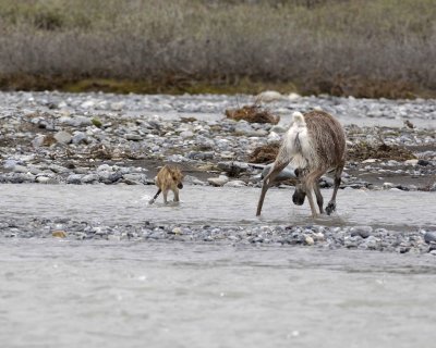 Caribou, Cow, very young Calf, finally crossing river-062709-ANWR, Aichilik River, AK-#0887.jpg