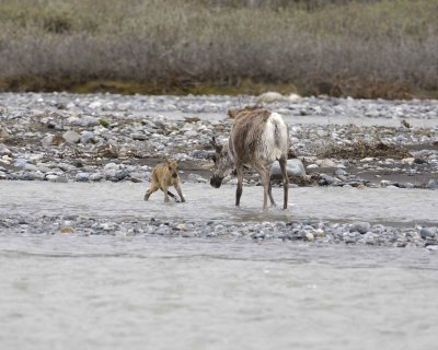 Caribou, Cow, very young Calf, finally crossing river-062709-ANWR, Aichilik River, AK-#0888.jpg