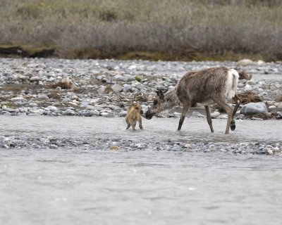 Caribou, Cow, very young Calf, finally crossing river-062709-ANWR, Aichilik River, AK-#0889.jpg