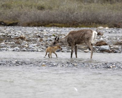 Caribou, Cow, very young Calf, finally crossing river-062709-ANWR, Aichilik River, AK-#0890.jpg