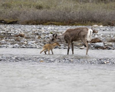 Caribou, Cow, very young Calf, finally crossing river-062709-ANWR, Aichilik River, AK-#0891.jpg