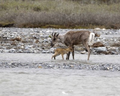 Caribou, Cow, very young Calf, finally crossing river-062709-ANWR, Aichilik River, AK-#0894.jpg