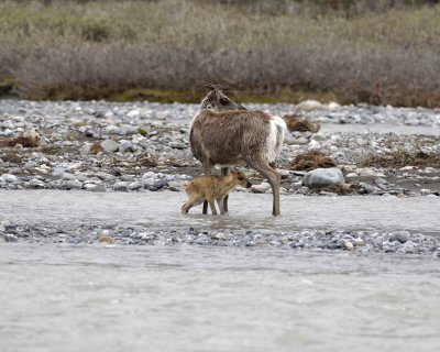 Caribou, Cow, very young Calf, finally crossing river-062709-ANWR, Aichilik River, AK-#0898.jpg