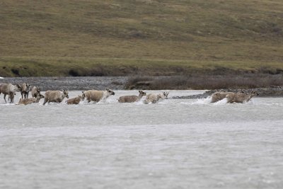 Caribou, Herd, crossing river-062709-ANWR, Aichilik River, AK-#0209.jpg