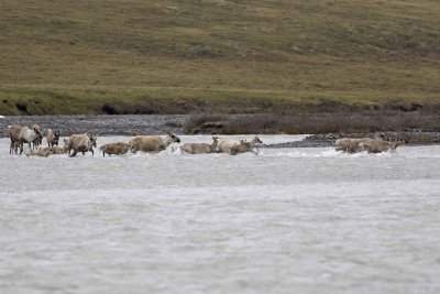 Caribou, Herd, crossing river-062709-ANWR, Aichilik River, AK-#0210.jpg